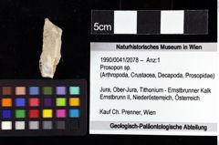 Foto (Objket + Etiketten) von Prosopon sp. 